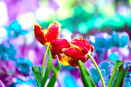 Flower Series : Close-up of red and yellow tulip flowers with water drops in the refreshing garden. Beautiful bouquet of vivid flowers with dews on the petals. Fresh flowers in winter during the flower festival at Chiang Mai.の写真素材