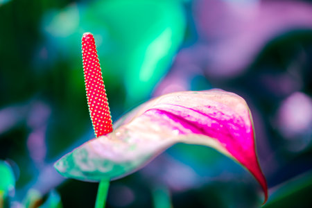 Flower Series : Close up of  Anthurium flower with natural background. Macro shot of Flamingo lily. Pink anthurium floawers in the garden.の写真素材