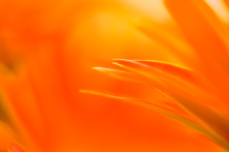 Flower Series : Background of gerbera petals. Close-up of orange gerbera on blurred floral background. Macro photo of a Vibrant Orange Gerbera Daisy.の写真素材