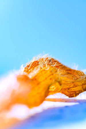 Macro Series : Macro shot of dry flower petals. Dried flowers on blue background. Close up of dry plant.の写真素材