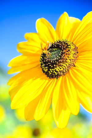 Macro Series : A bee on a sunflower with sky background. Yellow flower in full bloom. An insect is...