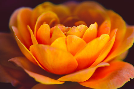 Flower Series : Orange rose with water drops. Roses for Valentine Day. Macro shot of orange rose...