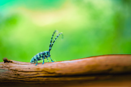 Macro Series : Close up of Rosalia Alpina in the nature. Longhorn Beetle or Rosalia Longicorn. A...