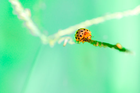 Macro Series : Beetles ladybug on the grass flower. Close up of insects in nature. Close up of a ladybug.の写真素材