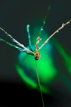 Macro Series : Ladybug on a grass flower. Close up of insects in nature.