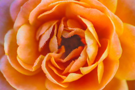 Flower Series : Orange rose with water drops. Roses for Valentine Day. Luxurious orange rose with blurred background.の写真素材