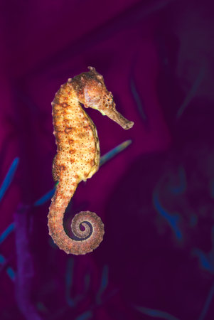 Spotted seahorse floating in seawater. Hippocampus kuda in the sea. A type of fish in the family Syngnathidae.の写真素材