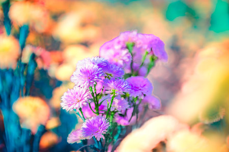Flower Series : Pink Purple Margaret Flowers with natural background. Close up of pink flowers. Sweet flowers in the garden.の写真素材