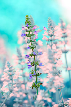 Macro Series : Close up shot of Mealy Cup Sage inflorescence flower. Salvia farinacea flowers in the park. Salvia farinacea with natural background.の写真素材