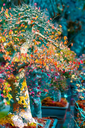 Chiang Mai Series : Bonsai garden in Chiang Mai province. Bonsai art in Thailand. Collection of bonsai trees species.の写真素材