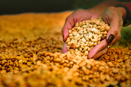 Food Series : Coffee beans in the palm of a woman hand. Raw coffee beans in stock. Coffee bean...
