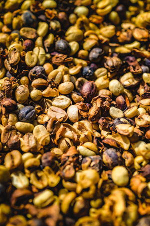 Food Series : Coffee beans with husks. Coffee bean background. Stock of coffee beans being dried in...