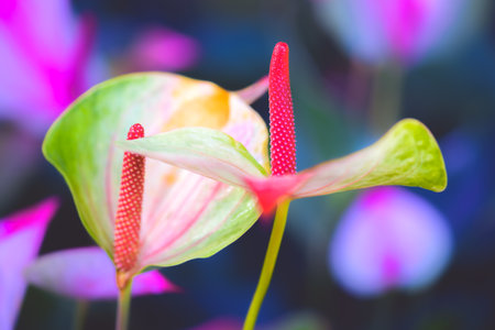 Flower Series : Close-up of  Anthurium flower with natural background. Macro shot of Flamingo lily. Pink anthurium floawers in the garden.の写真素材