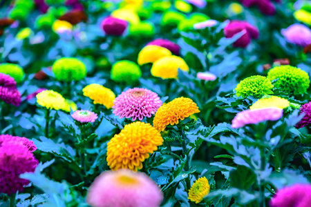 Flower Series : Pom Pom Chrysanthemum Flowers. Various colorful flowers in the nature garden. Fresh Chrysanthemum morifolium Pompon.の写真素材