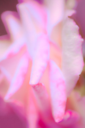 Flower Series : Blurred rose petal background. Backdrop for Valentine day. Romantic concept. A vague background. Abstract romance copy space. Unfocused blured rose.の写真素材