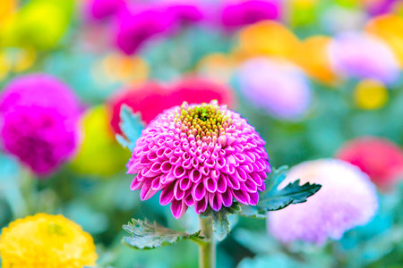 Flower Series : Pom Pom Chrysanthemum flowers in the garden. Various colorful flowers in the park. Fresh Chrysanthemum morifolium Pompon.の写真素材