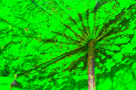 Natural Series : The texture under the lotus leaf. Green leaf surface. Beautiful of tropical leaves. Fresh green lotus leaf in the garden.の写真素材
