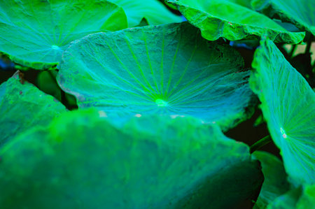 Natural Series : Fresh green lotus leaf. Green leaf texture. Beautiful of tropical leaves. Overlapping lotus leaves in the garden.の写真素材