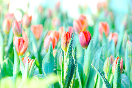 Flower Series : Orange tulips with water drops. Beautiful flower buds with a refreshing blurred background. Close-up of tulip. Fresh flowers in winter during the flower festival at Chiang Mai.の写真素材