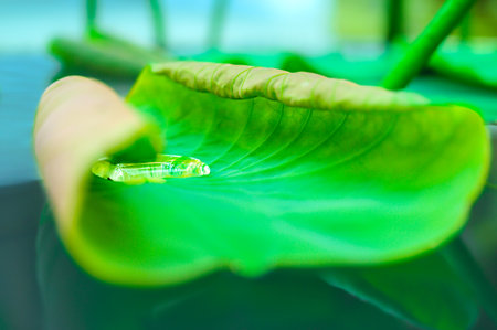 Natural Series : Water drops on lotus leaves. Raindrops on fresh green leaf with refreshing background. Clear water droplets after rain. Beautiful drop morning dew in nature. Macro shot of lotus leaf texture.の写真素材