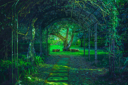 Chiang Mai Series : Curved Tree Tunnel Walkway. Garden arch pathway. Arched walkway covered with decorative vines. Beautiful garden on a high mountain in northern Thailand.の写真素材
