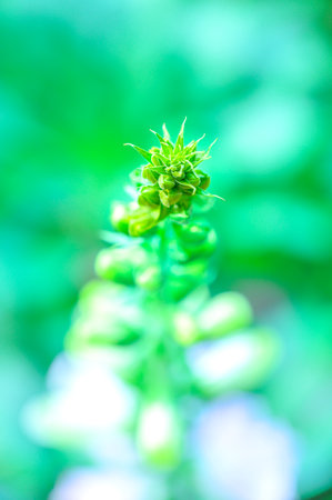 Flower Series : Flower bud on blurred natural background. A flower with a garden backdrop. The fresh bud ready to bloom in the park.の写真素材
