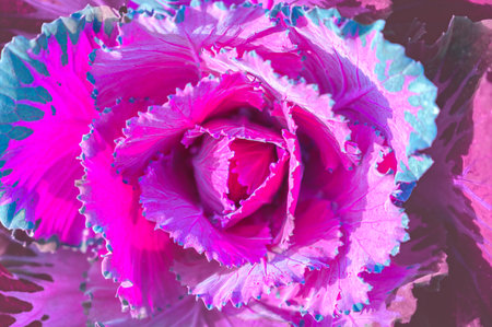 Natural Series : Close Up of Ornamental Kale, Vibrant Purple Curly Kale Leaves. Texture of vegetable leaves. Violet ornamental plants in the garden.の写真素材