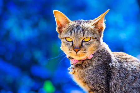 Animal Series : Thai cat with blue natural background. Portrait of a gray cat on a sunny day. A tabby cat looking in a garden. Pet enjoying the fresh morning air. Copy space.の写真素材
