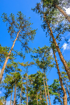 Natural Series : Tall pine trees with blue sky. Pine tree tops against sky and white clouds. Looking up at tall trees. High mountain pine forest in Chiang Mai province.の写真素材