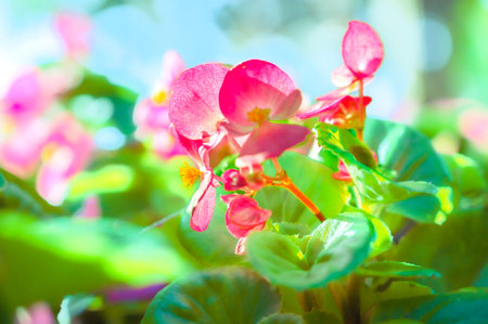 Flower Series : Pink Begonia flowers. Blooming pink flowers in garden. Close up of colorful begonia in flower bed. Begonia Semperflorens.の写真素材
