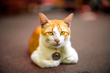 Animal Series :  A Thai cat is resting on the floor. A brown and white cat is looking at something. Local animals of Thailand.の写真素材