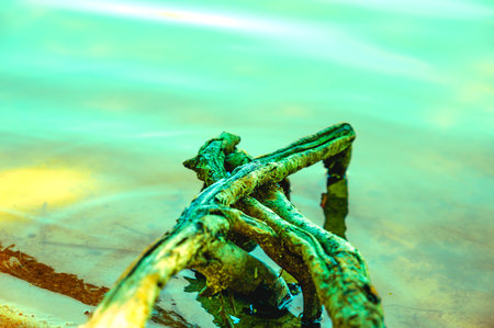 Natural Series : Old tree roots by the lake.  Large tree roots on the riverside. Some part of the beautiful nature. The water surface moves gently. Abstract of nature. A peaceful stream amidst nature.の写真素材