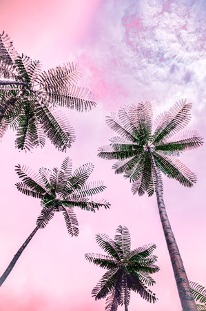 Natural Series : Tree fern rises against a cloudy sky. Brazilian fern tree from ground view with pink sky background. Look up at the tall ferns.の写真素材