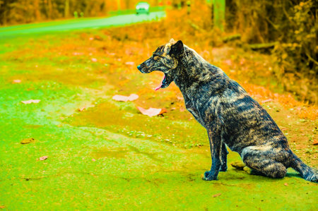 Animal Series : A striped stray dog ââon the side of the road. A black dog sits on the street with street blurred background. A homeless dog waits for food from a kind person. A dog is yawning.の写真素材