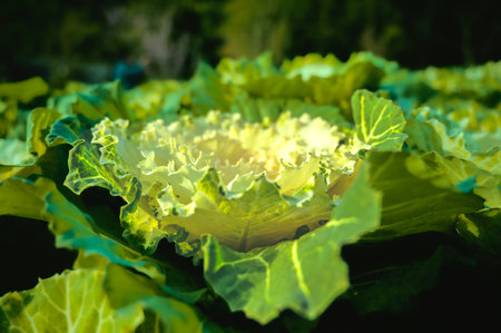 Natural Series : Close Up of White Ornamental Cabbage. Fancy colored cabbage. Texture of vegetable leaves. Yellow and green ornamental plants in the garden.の写真素材