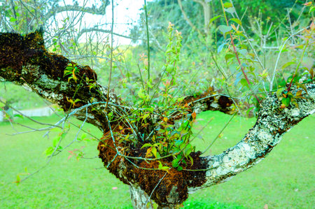 Natural Series : Japanese apicot tree on a high mountain. Agricultural plot of big and old Plum trees at Doi Ang Khang. A cool and refreshing tourist attraction in northern Thailand.の写真素材