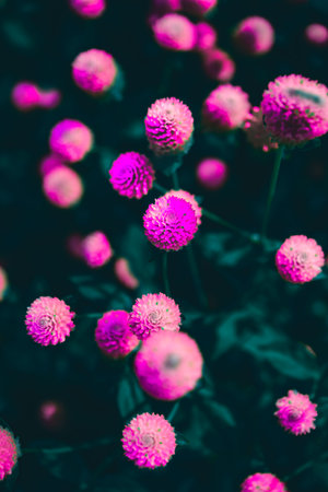 Flower Series : Purple Globe Amaranth Flowers in The Park. Pink Flowers with Natural Blurry Background. The field of colorful flowers. Macro shot of small details in nature.の写真素材