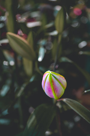 Flower Series : Pink lily buds with blurred floral background. Close-up of lily flowers. Macro of young flowers. Lily buds on natural background.の写真素材