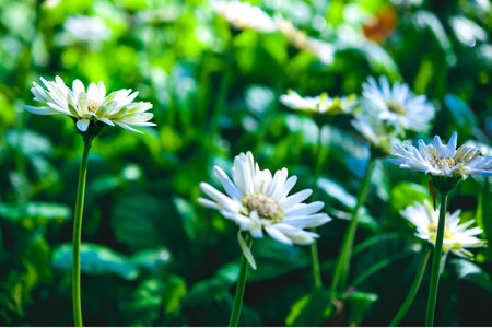 Flower Series : Macro Shot of Gerbera flowers with blurred floral background. Macro Shot of Gerbera bud. Side view of white flowers. Close Up on petals of fresh daisy-gerbera.の写真素材