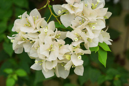 Spring flower blossom in home garden
