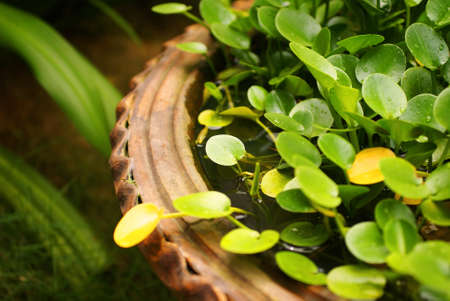 Green water plant in the rainforest garden, Malaysia