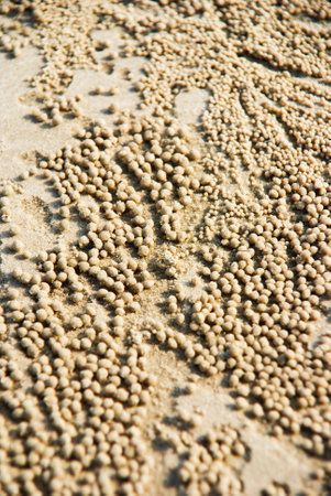 Sand make by small crab, Malaysia
