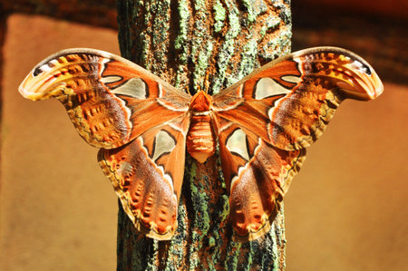 A giant butterfly in rainforest garden, Malaysiaの写真素材