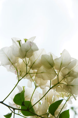 White flower blossom in spring, Malaysiaの写真素材