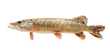 one raw pike isolated on white backgroundの写真素材