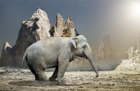 one elephant standing in rocky terrain