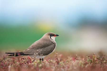 Collared pratincole Glareola pratincola among the sea shore plantsの写真素材
