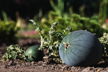 Ripening domestic watermelons in the vegetable gardenの写真素材