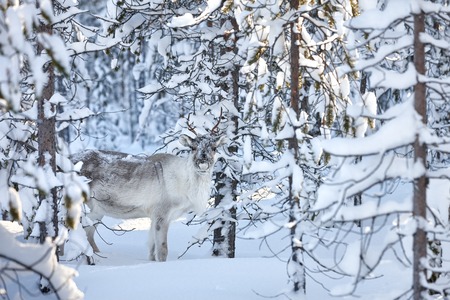 Young reindeer in snowy winter forest in Lapland, Finland.の写真素材