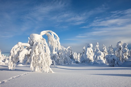 Sunny winter landscape with frozen snowy trees. Pyha-Luosto National Park, Lapland, Finland.の写真素材